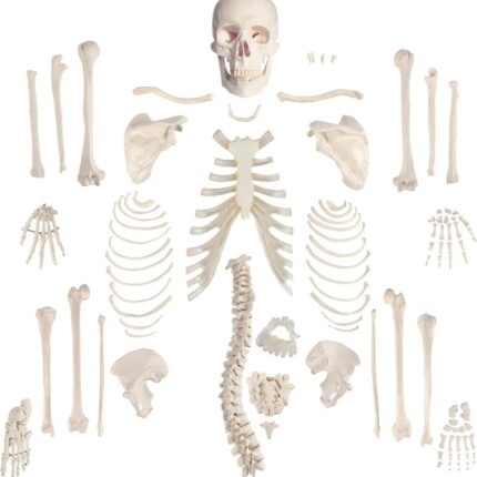 Schelet uman intreg (dezarticulat) didactic